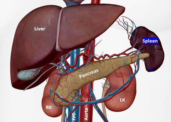 Spleen: Function, Location & Problems