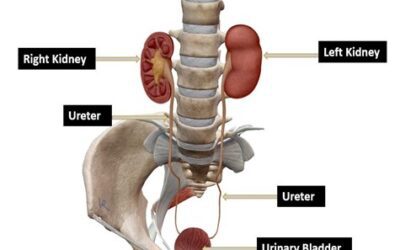 Kidney, Ureter, Bladder (KUB) Point-of-Care Ultrasound (POCUS) with Some Examples of Commonly Encountered Pathology in the Point of Care Setting