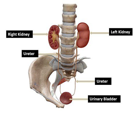 Kidney, Ureter, Bladder (KUB) Point-of-Care Ultrasound (POCUS) with Some Examples of Commonly Encountered Pathology in the Point of Care Setting