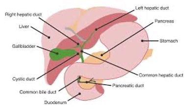 Liver diagram