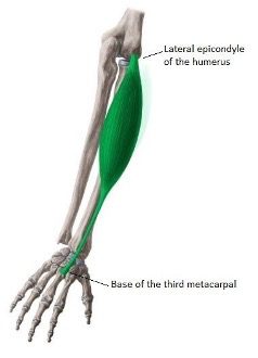 Skeletal drawing of extensor carpi radialis brevis