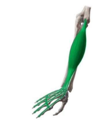 Skeletal diagram of extensor digitorum communis