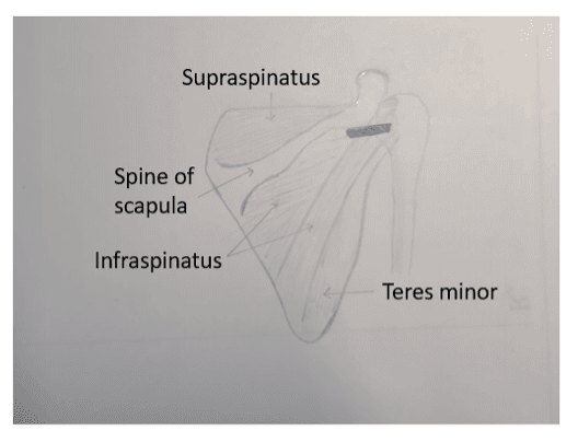 Graphic sketch of probe position at shoulder joint