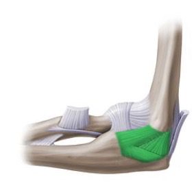Skeletal diagram of luteal ulnar collateral ligament