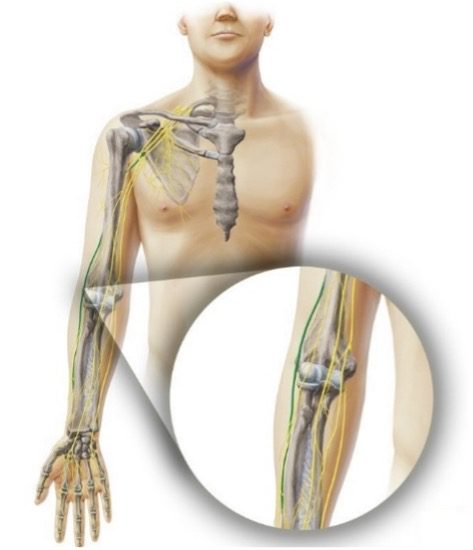 Skeletal diagram of radial nerve course